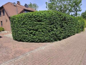 Referenz-Heckenschnitt.jpg